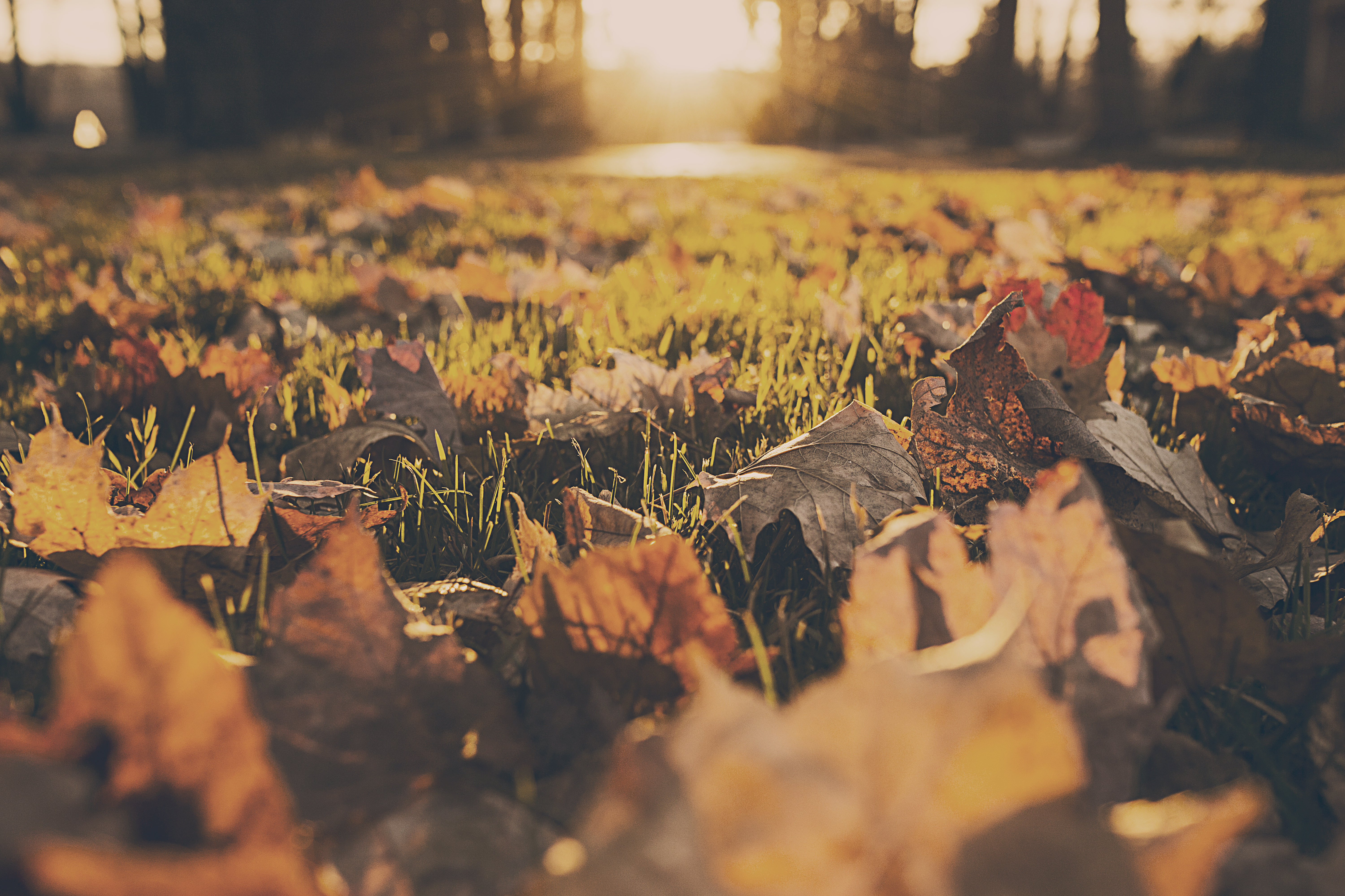 Lawn Care Tips For The Fall